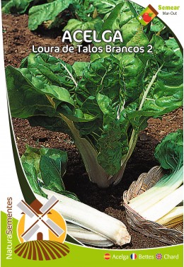 Acelga Loura de Talos Brancos 2 