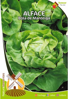 Alface Bola de Manteiga 