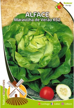 Alface Maravilha de Verão KS2 