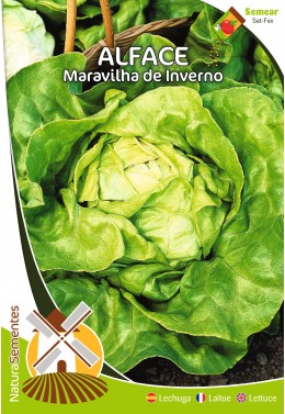 Alface Maravilha de Inverno 