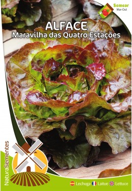 Alface Maravilha das Quatro Estações 