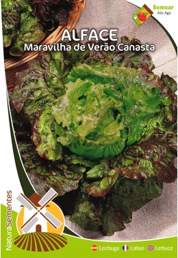 Alface Marvilha de Verão Canasta
