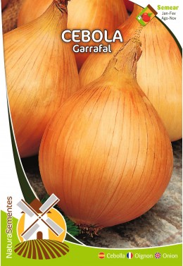 Cebola Garrafal 
