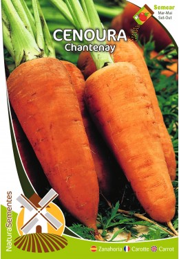 Cenoura Chantenay
