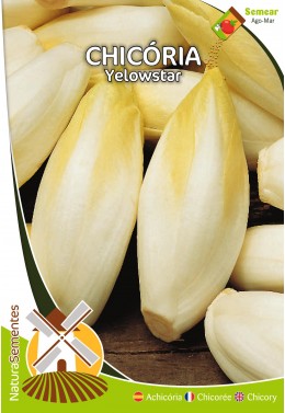 Achicória Yellowstar