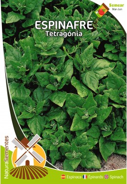 Espinafre Tetragónia 