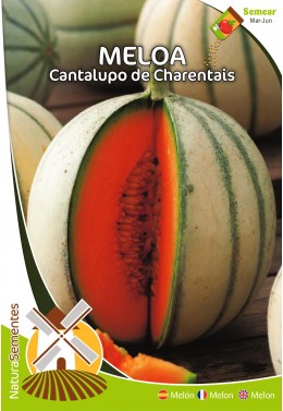 Meloa Cantalupo di Charentais 