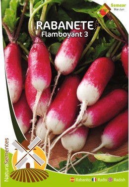 Rabanete Flamboyant 3 