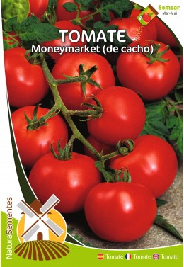 Tomate Moneymaker (de Cacho) 