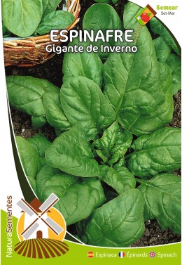 Espinafre Gigante D'Inverno