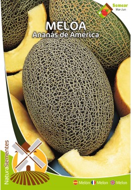 Meloa Ananás da América