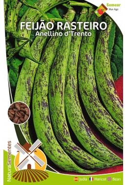 Feijão Rasteiro Anellino d'Trento