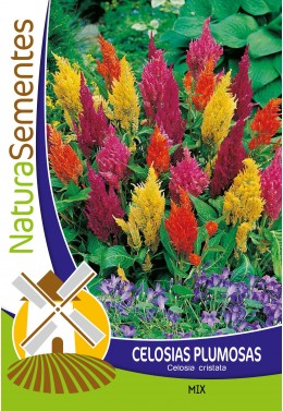 Celosias Plumosas mix