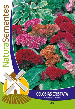 Celosias Cristata mix