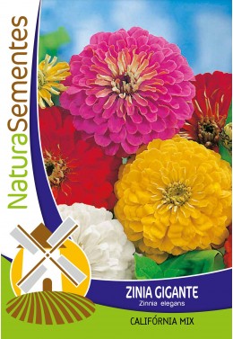 Zinia Gigante Califórnia mix