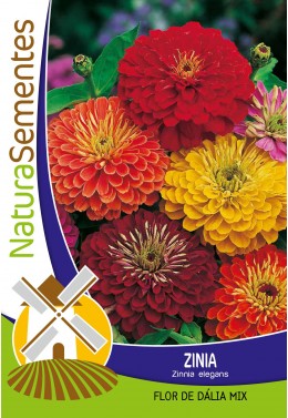 Zinia Flor de Dália mix