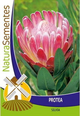 Protea Silvia