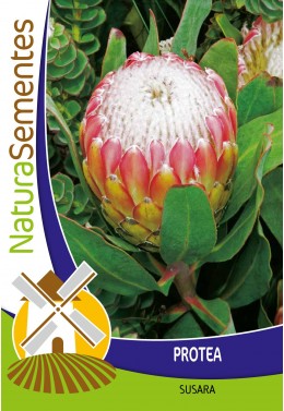 Protea Susara
