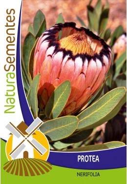 Protea nerifolia