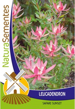 Leucadendron Safari Simset