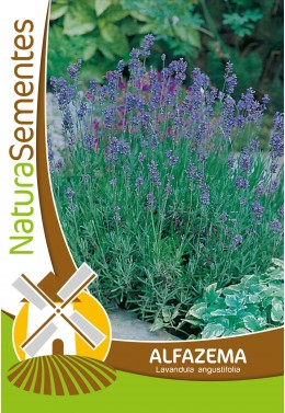 Lavanda