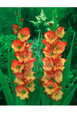 Gladiolos Especiais