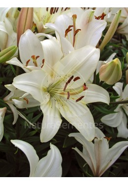 Lilium Asiático
