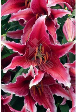 Lilium Oriental