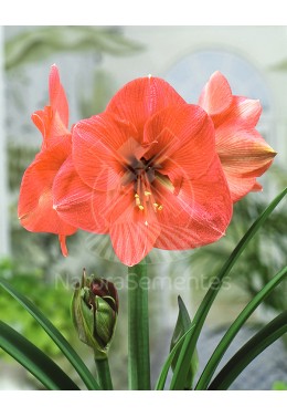Amarilis Singelos