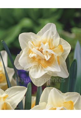 Narcisos Dobrados