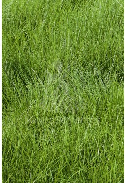 Festuca rubra rubra Maxima
