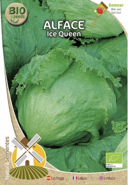 Alface Ice Queen