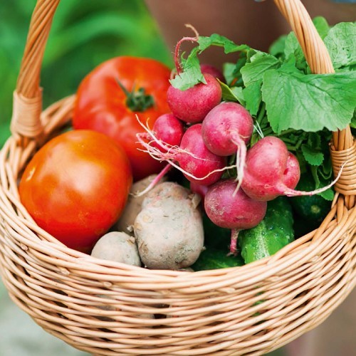 Sementes hortícolas