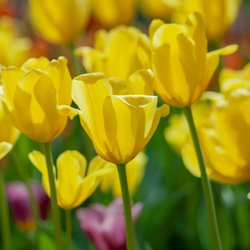 Bolbos de flores